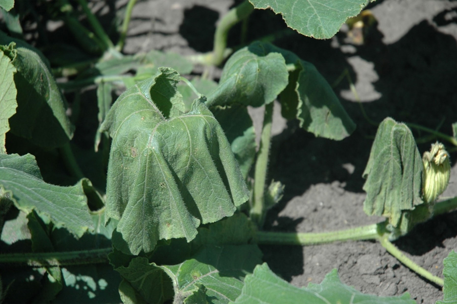 Cucumber bacterial wilt